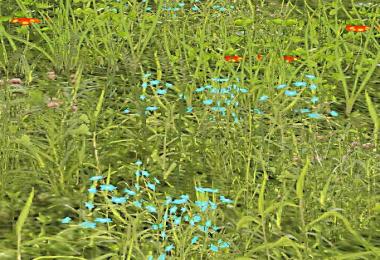 Grass Texture With Flowers