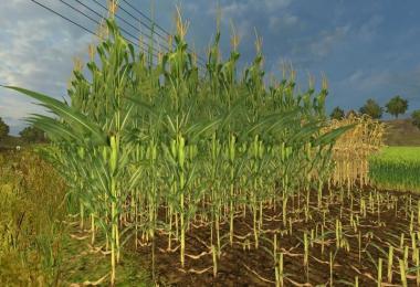 Real corn texture HD v1.0