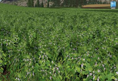 Forgotten Plants - Soybean v1.0