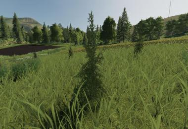 Plantable Spruce Trees v1.0.0.0