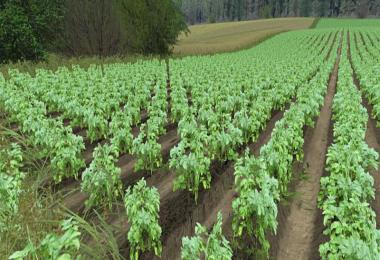 Real potatoes texture v1.0