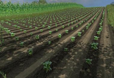 Real potatoes texture v1.0