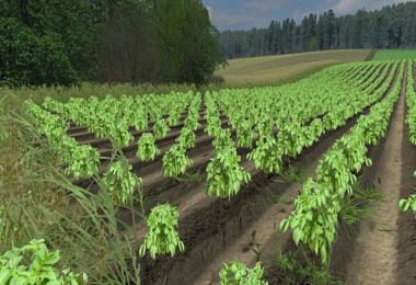 Real potatoes texture v1.0