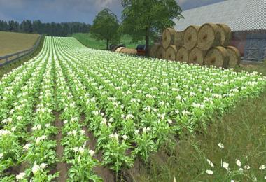 Real potatoes texture v1.0