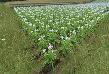 Real potatoes texture v1.5