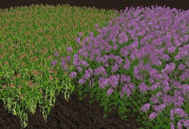 Fruit varieties clover and alfalfa v1.1