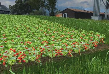 Fruit varieties v1.0 Kohlrabi