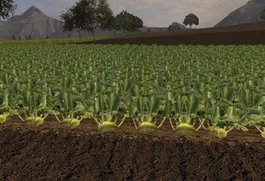 Fruit varieties v1.0 Kohlrabi