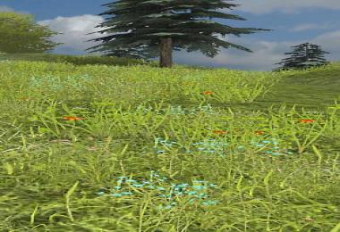 Grass Texture With Flowers