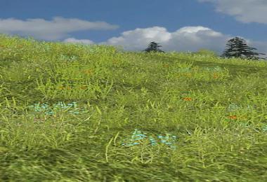 Grass Texture With Flowers