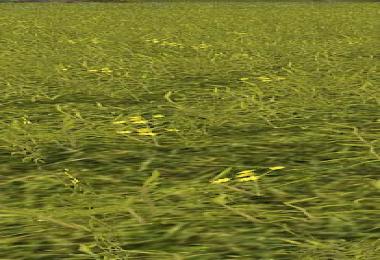 Grass Texture With Flowers