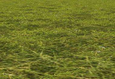 Grass Texture With Flowers