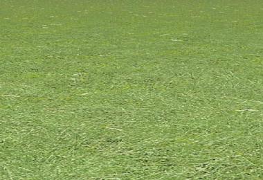 Grass Texture With Flowers