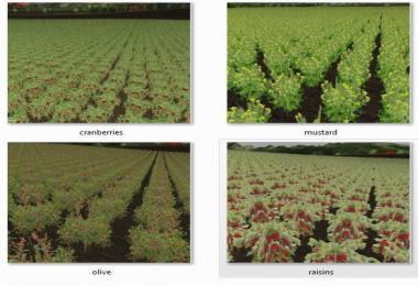 New fruit texture v2