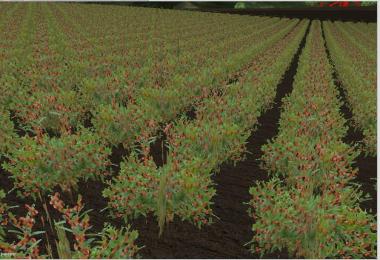 New fruit texture v2