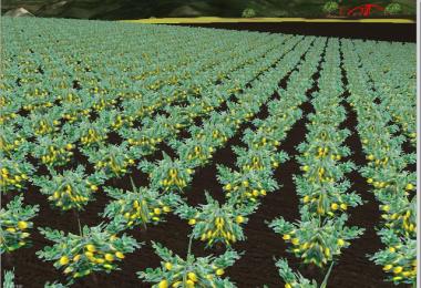 Several new fruits v3