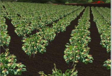 Several new fruits v3