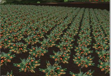 Several new fruits v3