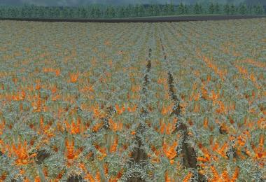 Several new fruits v3