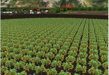 Several new fruits v3