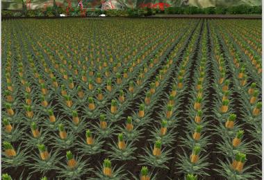 Several new fruits v3