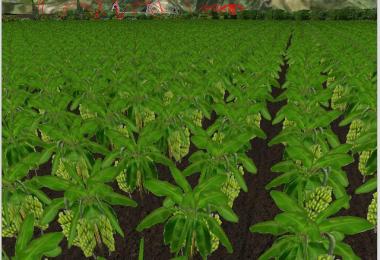 Several new fruits v3