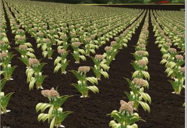 Several new fruits v3