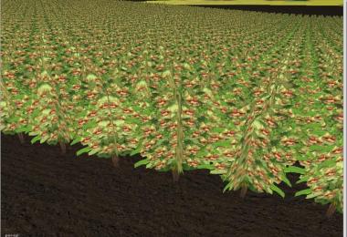 Several new fruits v3