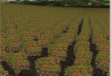 Several new fruits v3