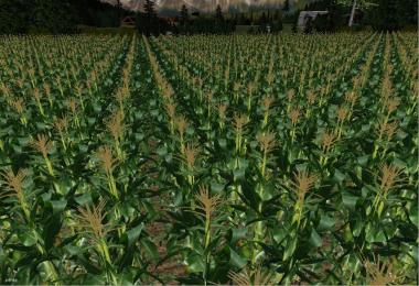 Authentic Corn in Row
