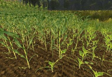 Real corn texture HD v1.0