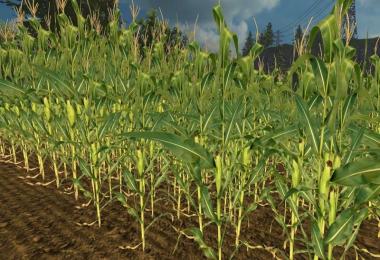 Real corn texture HD v1.0