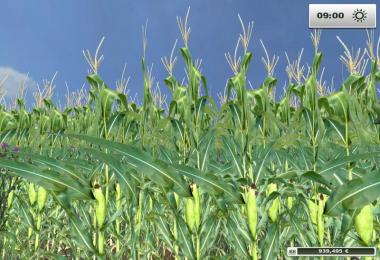Real corn texture HD v1.0