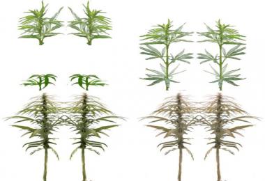 Industrial hemp texture v1.0