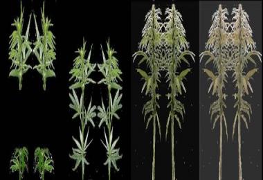 Industrial hemp texture v1.0