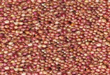 MultiFruit Texturen v2.0