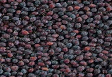 Multi Fruit textures v2.1