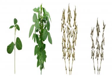 Reaper's Authentic Soybean Texture