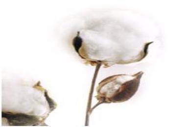 Cotton 1.0