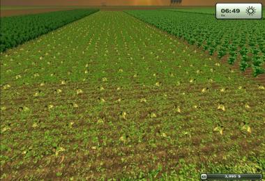 Sugarbeet texture HD v2.0