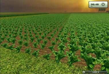 Sugarbeet texture HD v2.0