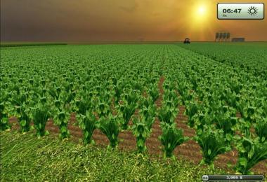 Sugarbeet texture HD v2.0