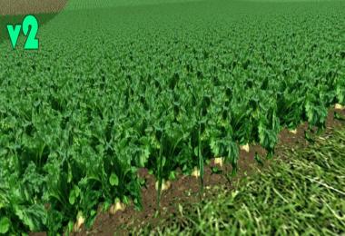 Sugarbeet texture HD v2.0