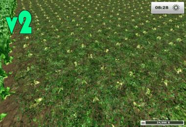 Sugarbeet texture HD v2.0