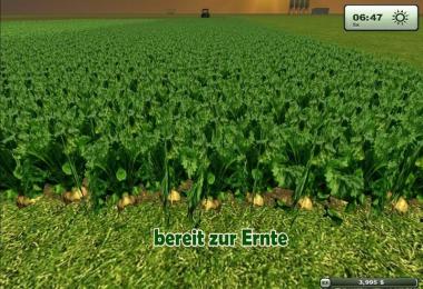 Sugarbeet texture HD v2.0