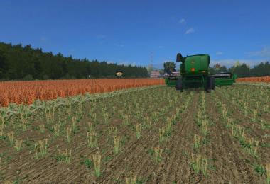 Sorghum V3