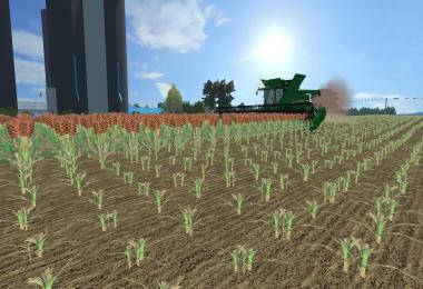 Sorghum V3