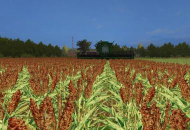 Sorghum V3