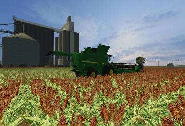 Sorghum V3