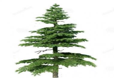 Placeable Fir trees v0.1